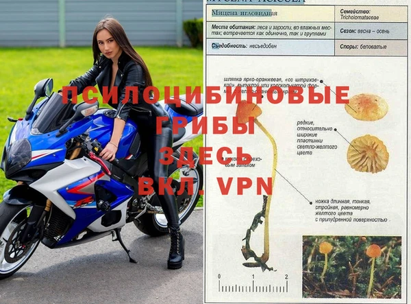 мдпв Белокуриха